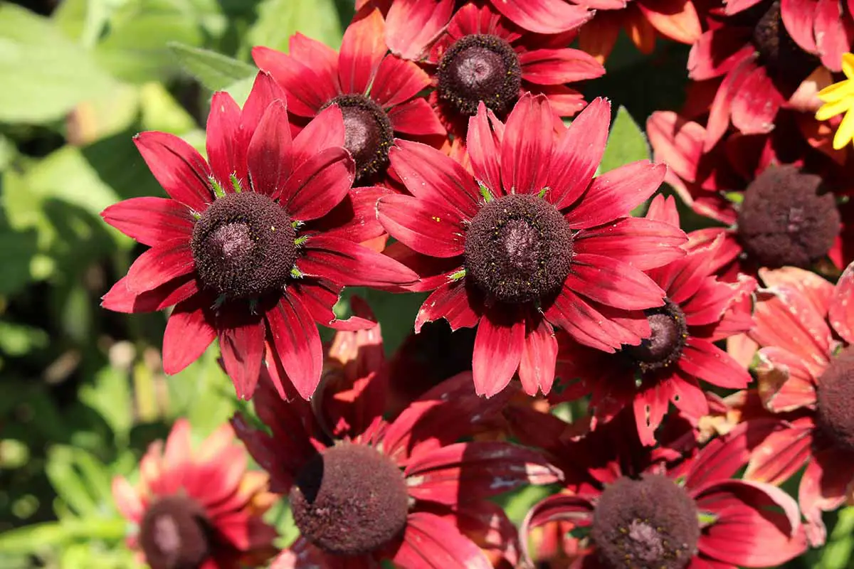 Una imagen horizontal de primer plano de las flores Susan de ojos negros de color rojo oscuro 'Cherry Brandy' representadas bajo el sol brillante.