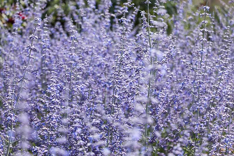 Una imagen horizontal de primer plano de las flores azules brillantes de Salvia yangii que crecen en el jardín.
