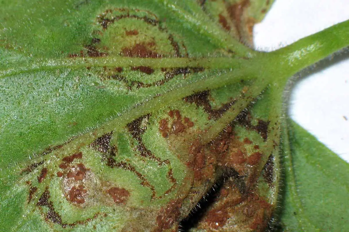 Una imagen horizontal de primer plano de los síntomas de la roya en una hoja verde.