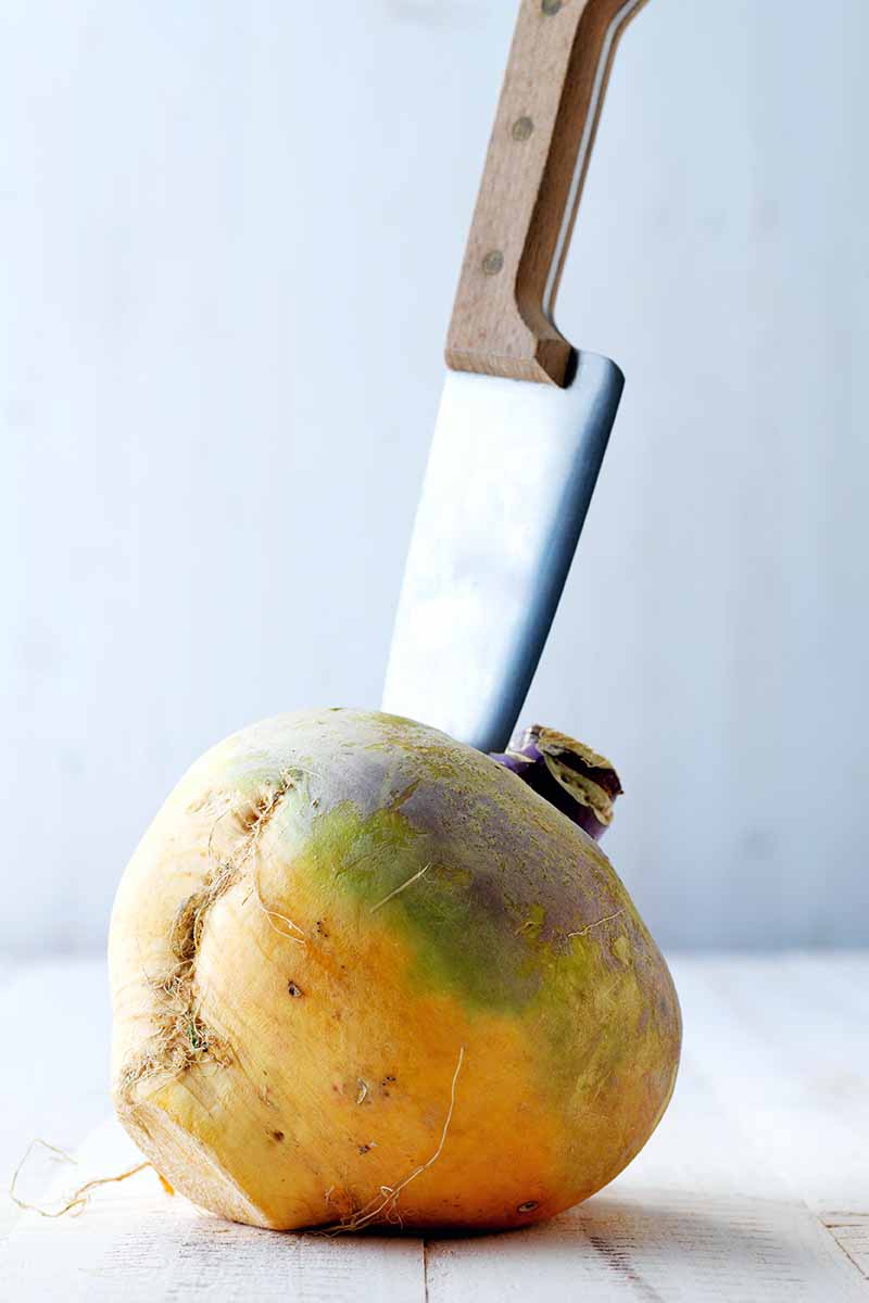 Imagen vertical de un cuchillo con mango de madera que sobresale de una rutabaga amarilla, verde y morada que se ha limpiado, sin hojas ni raíces, sobre una superficie de madera blanca con un fondo gris.