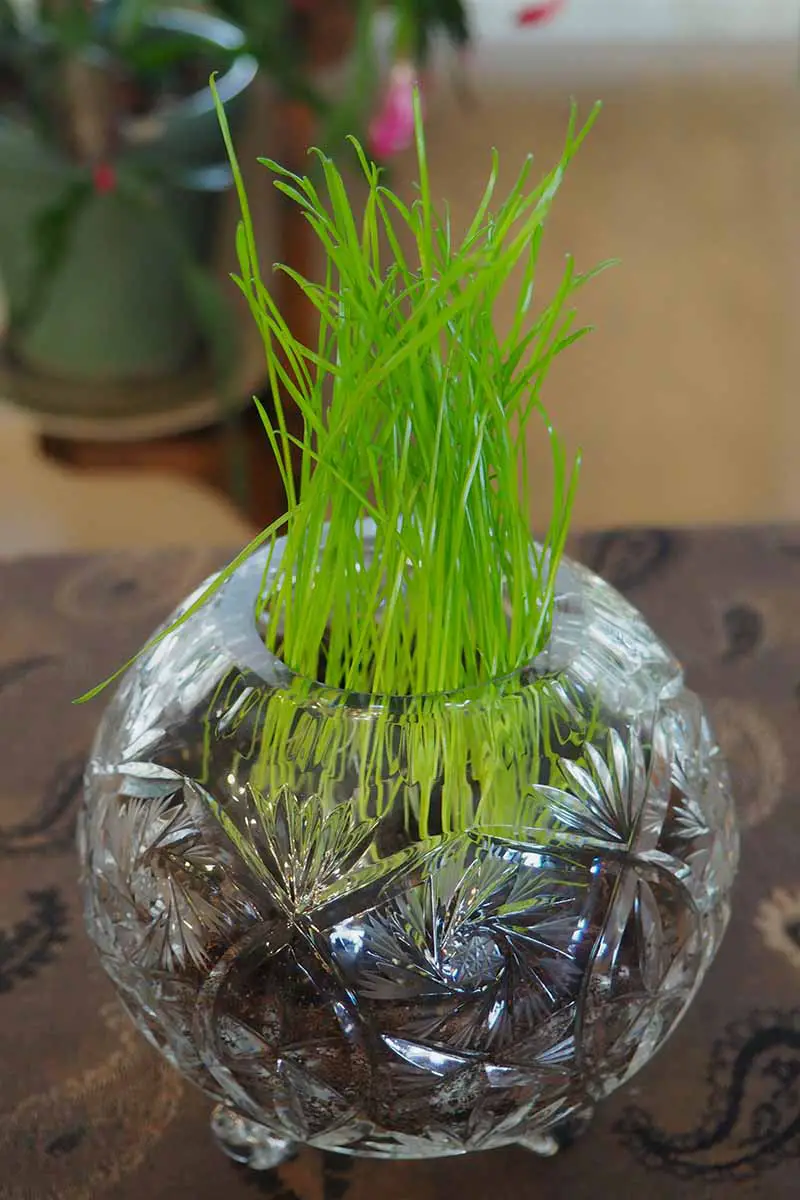 Una imagen vertical de la hierba de centeno que crece en un recipiente de cristal en el interior sobre una encimera representada en un fondo de enfoque suave.