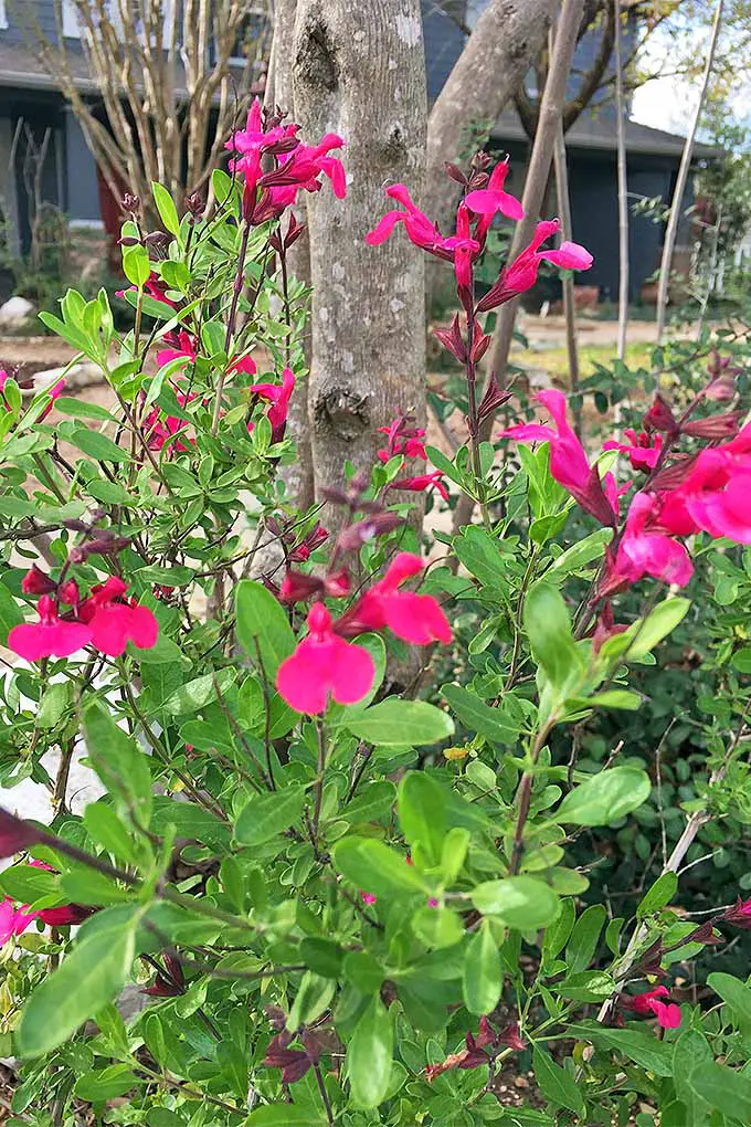 El S. gregii de color rosa oscuro florece en plantas con tallos delgados y hojas de color amarillo verdoso, que crecen con el tronco de un árbol y una casa azul al fondo.
