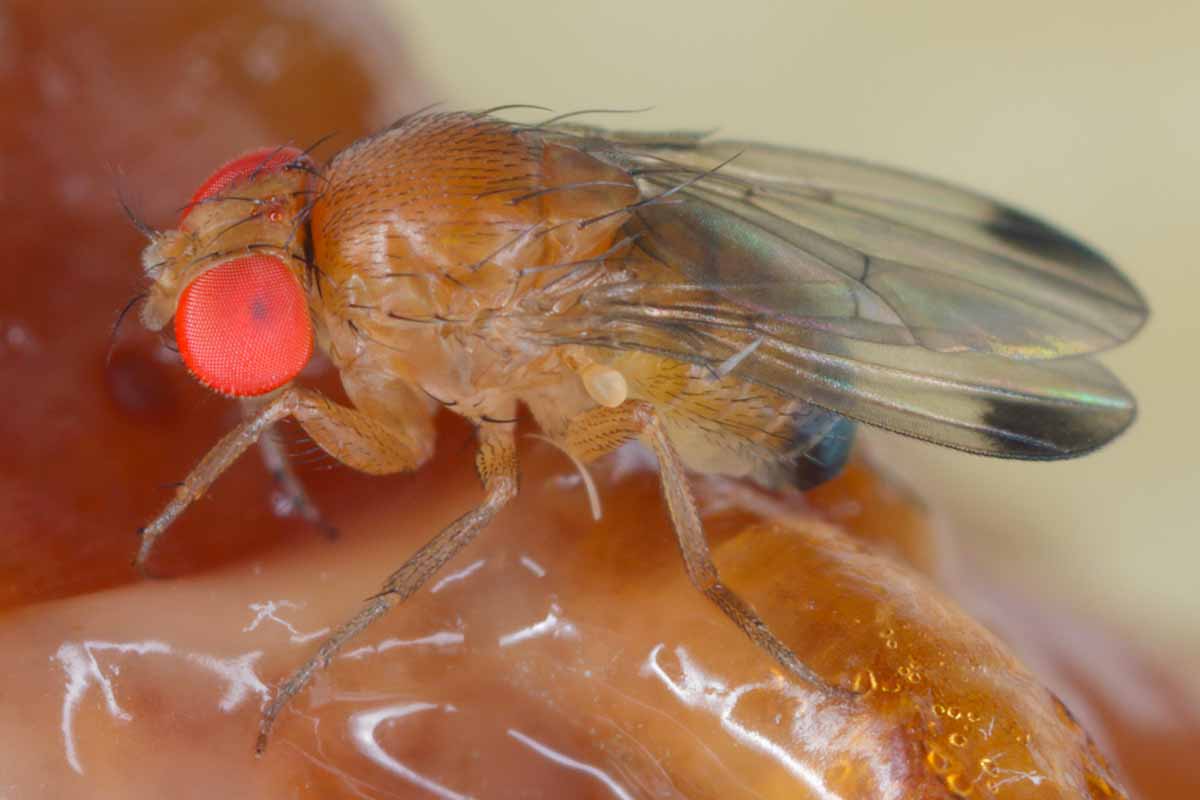 Una imagen horizontal de cerca de una mosca de la fruta Drosophila suzuki representada en un fondo de enfoque suave.