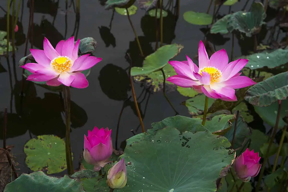 Una imagen horizontal de primer plano de flores de loto sagradas rosas que crecen en un estanque de jardín.