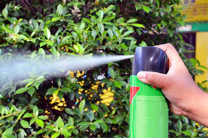 La pulverización de productos químicos en el jardín siempre debe hacerse teniendo en cuenta los protocolos de seguridad.  |  