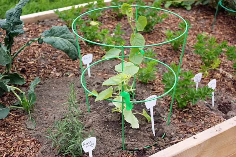Un primer plano de una cama de jardín elevada de madera con una variedad de verduras y, en primer plano, una pequeña jaula de metal verde con una planta de enredadera trepando por ella para apoyarse.