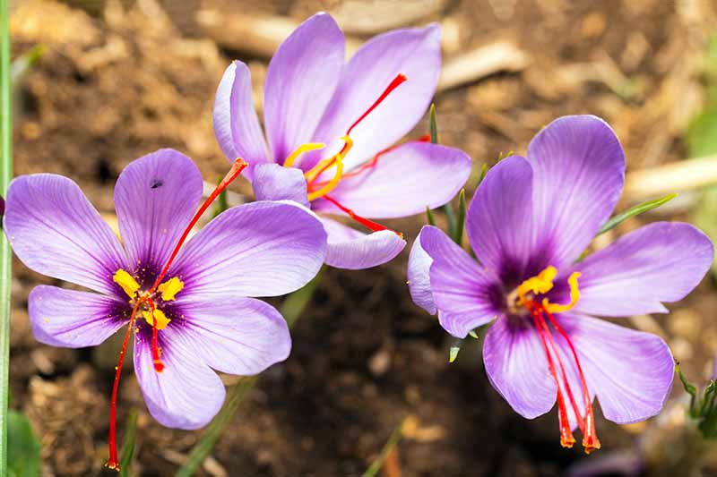 Imagen superior vertical de tres flores de azafrán de color púrpura pálido, con hebras de azafrán naranja visibles en el centro de cada una, que crecen en suelo marrón.