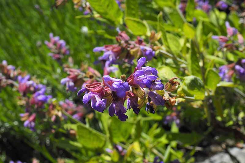 Una imagen horizontal de cerca de flores de salvia púrpura brillante que crecen en el jardín fotografiadas con luz solar filtrada.