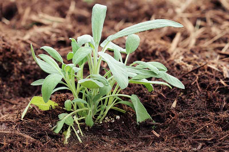 Un primer plano de una pequeña planta de Salvia officinalis en el jardín, con suelo rico en el fondo en un enfoque suave.