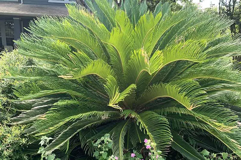 Imagen horizontal de una planta de palma de sagú a la luz del sol.