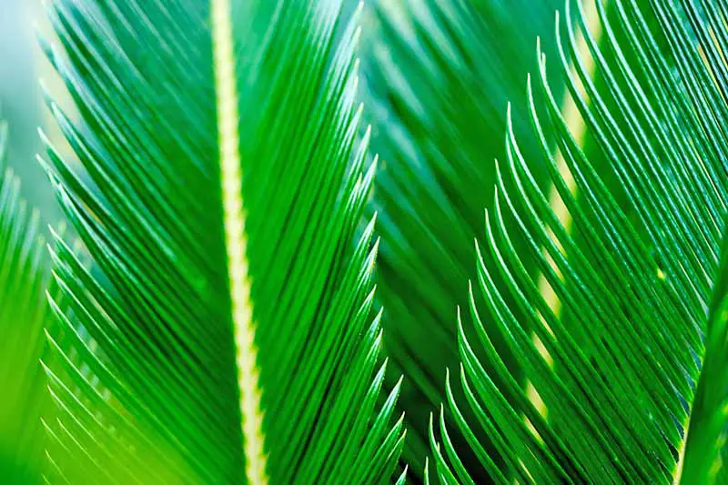 Primer plano de frondas de palma de sagú verdes y puntiagudas.