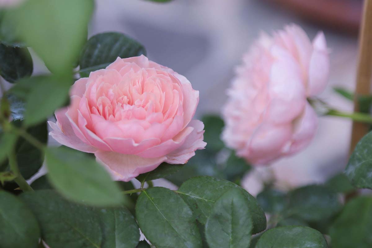 Un primer plano de las flores de color rosa claro Rosa 'Saint Ethelburga' representadas en un fondo de enfoque suave.