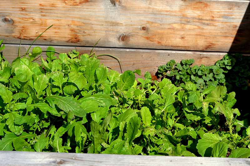Una imagen horizontal de primer plano de ensaladas verdes frescas que crecen en un marco frío de cama elevada de madera.