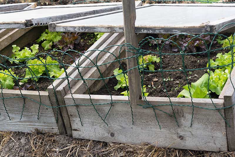 Un primer plano de un marco frío de madera al aire libre que contiene ensalada de verduras.