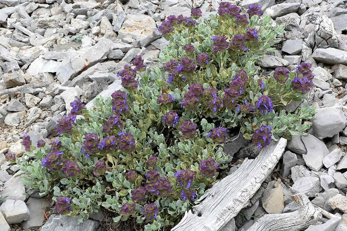 Una imagen horizontal de primer plano de Salvia dorrii, también conocida como salvia púrpura, que crece entre las rocas.