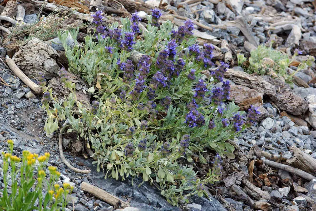 Una imagen horizontal de cerca de la salvia púrpura que crece en una zona rocosa.