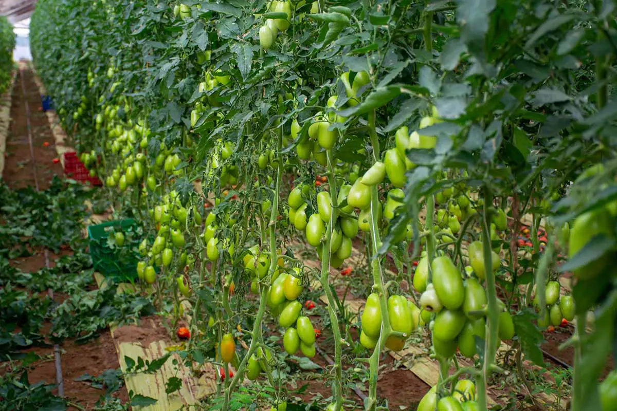 Una imagen horizontal de primer plano de filas de tomates san marzano que crecen en un invernadero con frutos verdes que maduran en la vid.