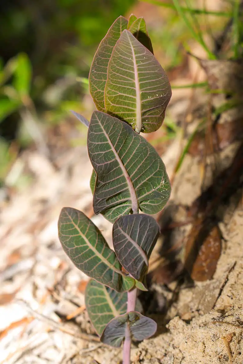 Una imagen vertical de cerca del follaje de Asclepias humistrata que crece en suelo arenoso.