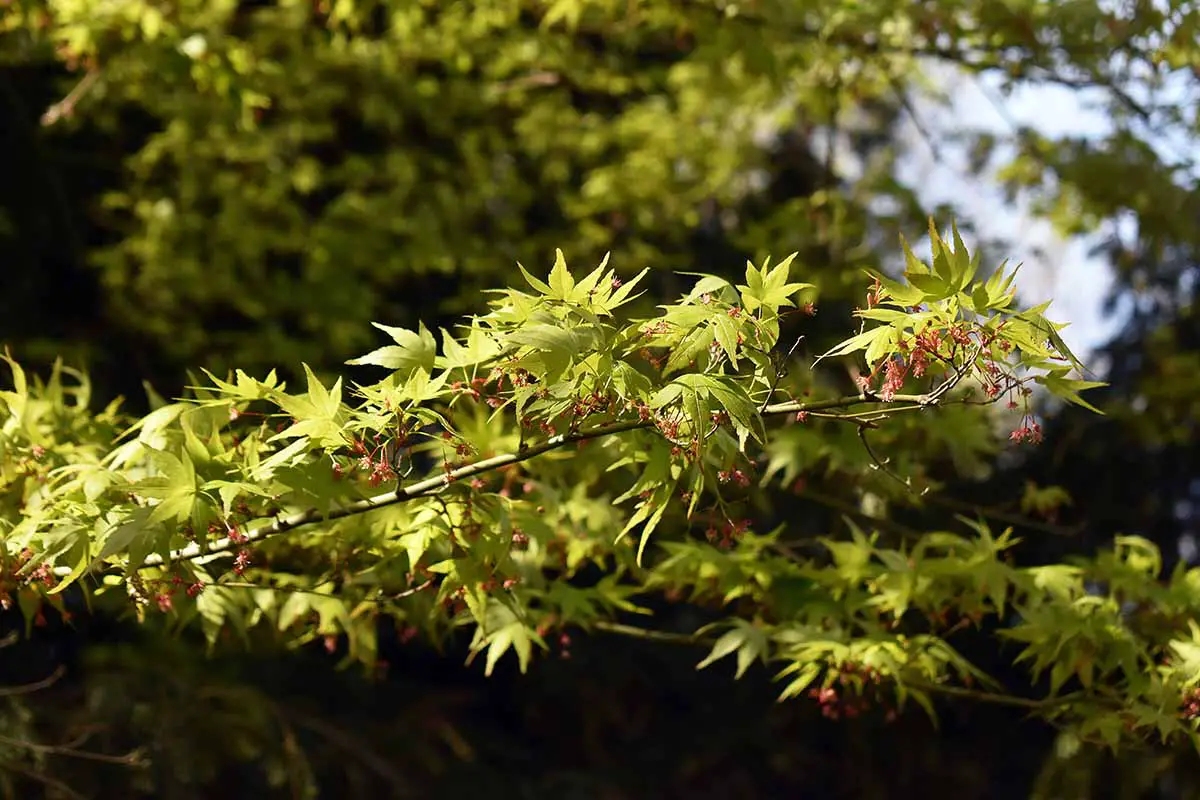 Una imagen horizontal de primer plano de las ramas de un árbol de arce japonés de corteza de coral en un fondo de enfoque suave.