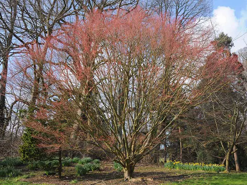 Una imagen horizontal de un árbol de arce japonés de corteza de coral 'Sango-Kaku' que crece en el jardín.
