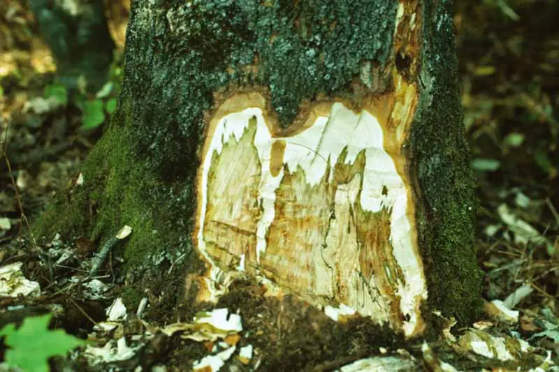 Una imagen horizontal de primer plano de los síntomas de savia en el tronco de un árbol.