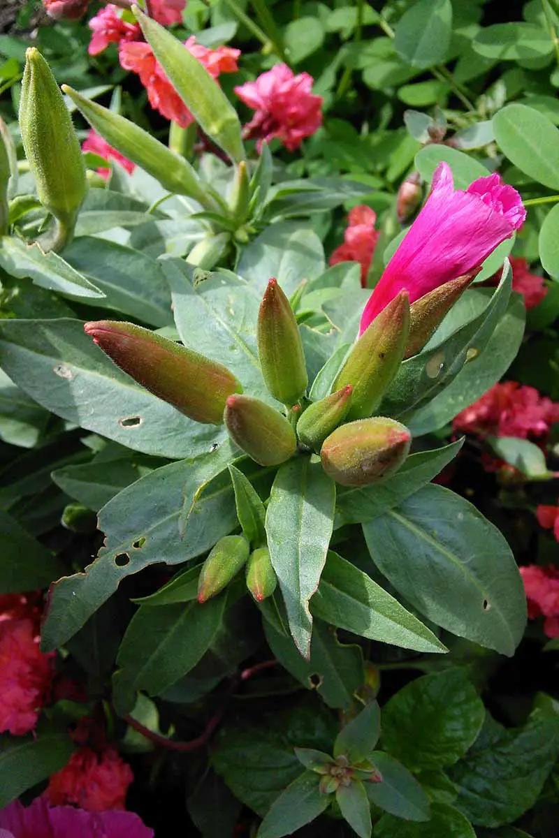 Una imagen vertical de primer plano de las plantas de flor satinada (Clarkia amoena) que empiezan a florecer.
