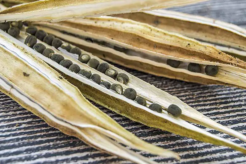 Imagen de primer plano de vainas de okra secas y abiertas que muestran las semillas en el interior.
