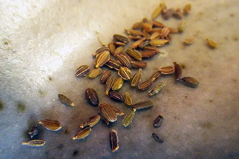 Un primer plano de las semillas de Daucus carota, recién cosechadas de la flor, sobre una superficie gris.