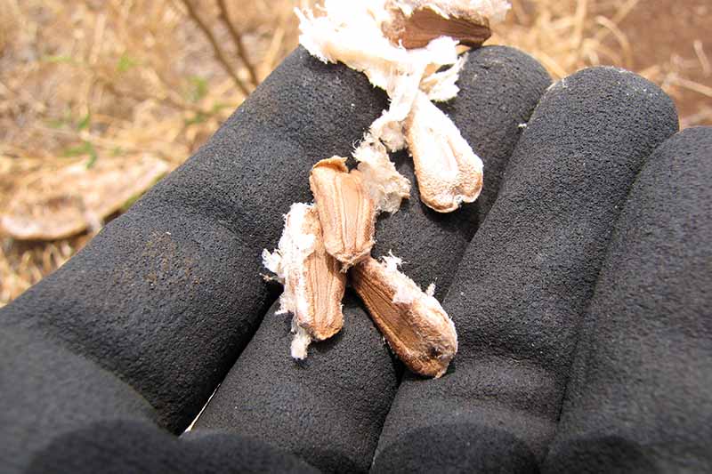 Una imagen horizontal de cerca de una mano enguantada sosteniendo semillas secas extraídas de una calabaza Lagenaria siceraria.