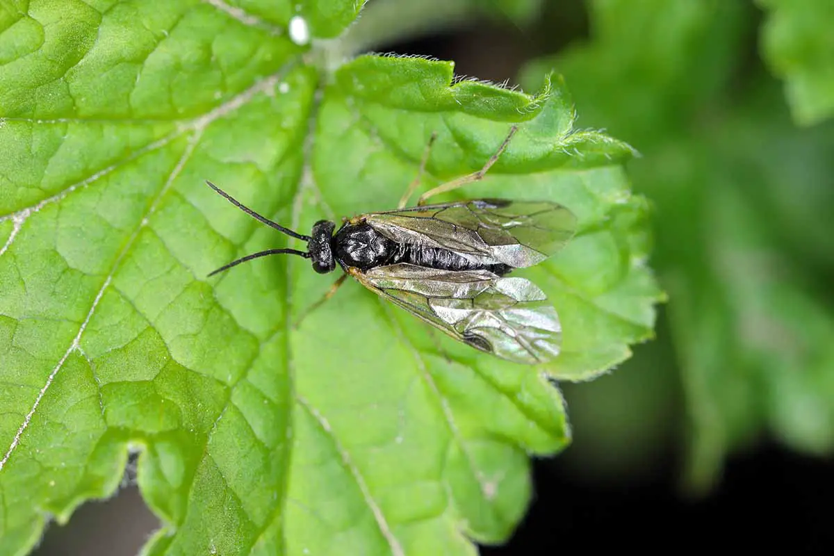 Una imagen horizontal de cerca de una mosca de sierra adulta en la superficie de una hoja.
