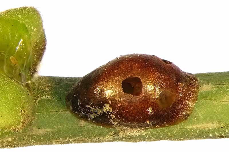 Una imagen horizontal de primer plano de un insecto a escala con la cubierta perforada por una avispa parásita.