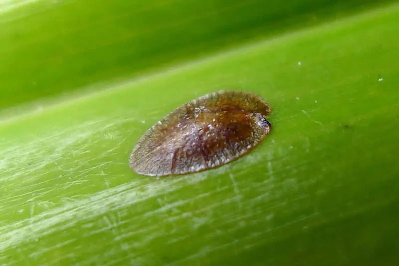 Una imagen horizontal de primer plano de un insecto a escala en una hoja de palma.