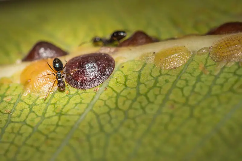Una imagen horizontal de cerca de insectos escamosos que infestan una hoja.