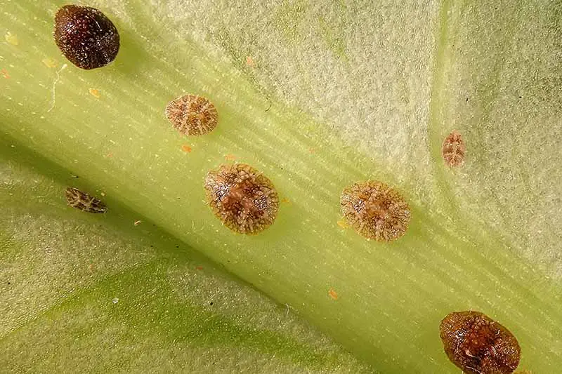 Una imagen horizontal de cerca de insectos a escala que infestan la hoja de una planta de interior.
