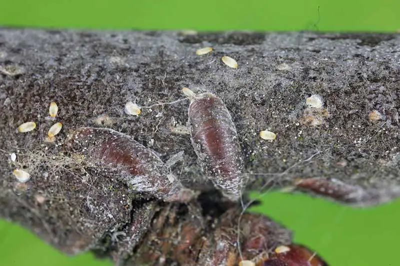Una imagen horizontal de cerca de insectos a escala que infestan la rama de un árbol.
