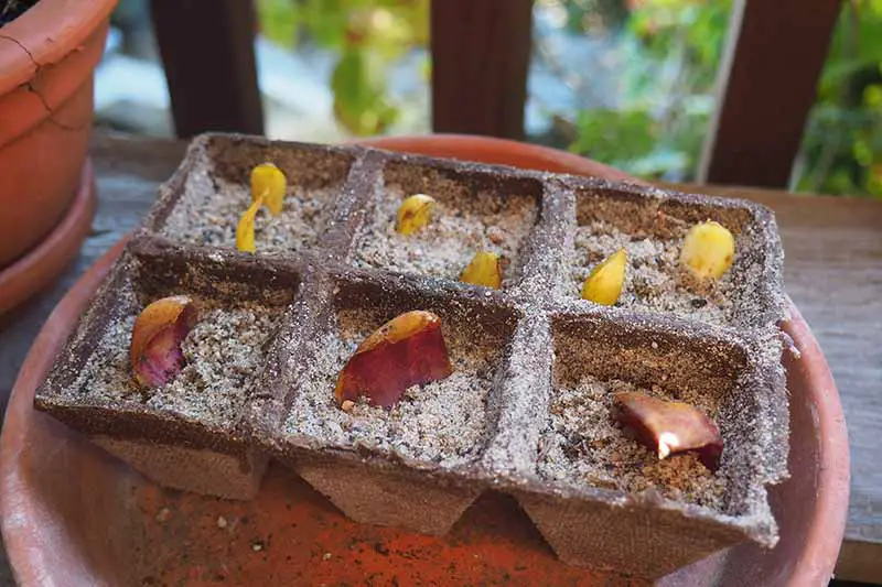 Un primer plano de pequeñas macetas de turba que contienen medio para macetas y las escamas del bulbo de una planta de lirio, colocadas en un platillo de terracota, sobre un fondo de enfoque suave.
