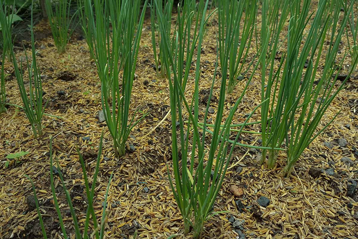 Una imagen horizontal de primer plano de cebolletas que crecen en el jardín rodeado de mantillo.