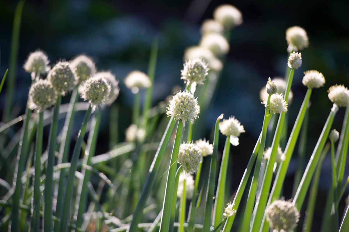 Una imagen horizontal de primer plano de cebolletas floreciendo en el jardín de verano en un fondo de enfoque suave.