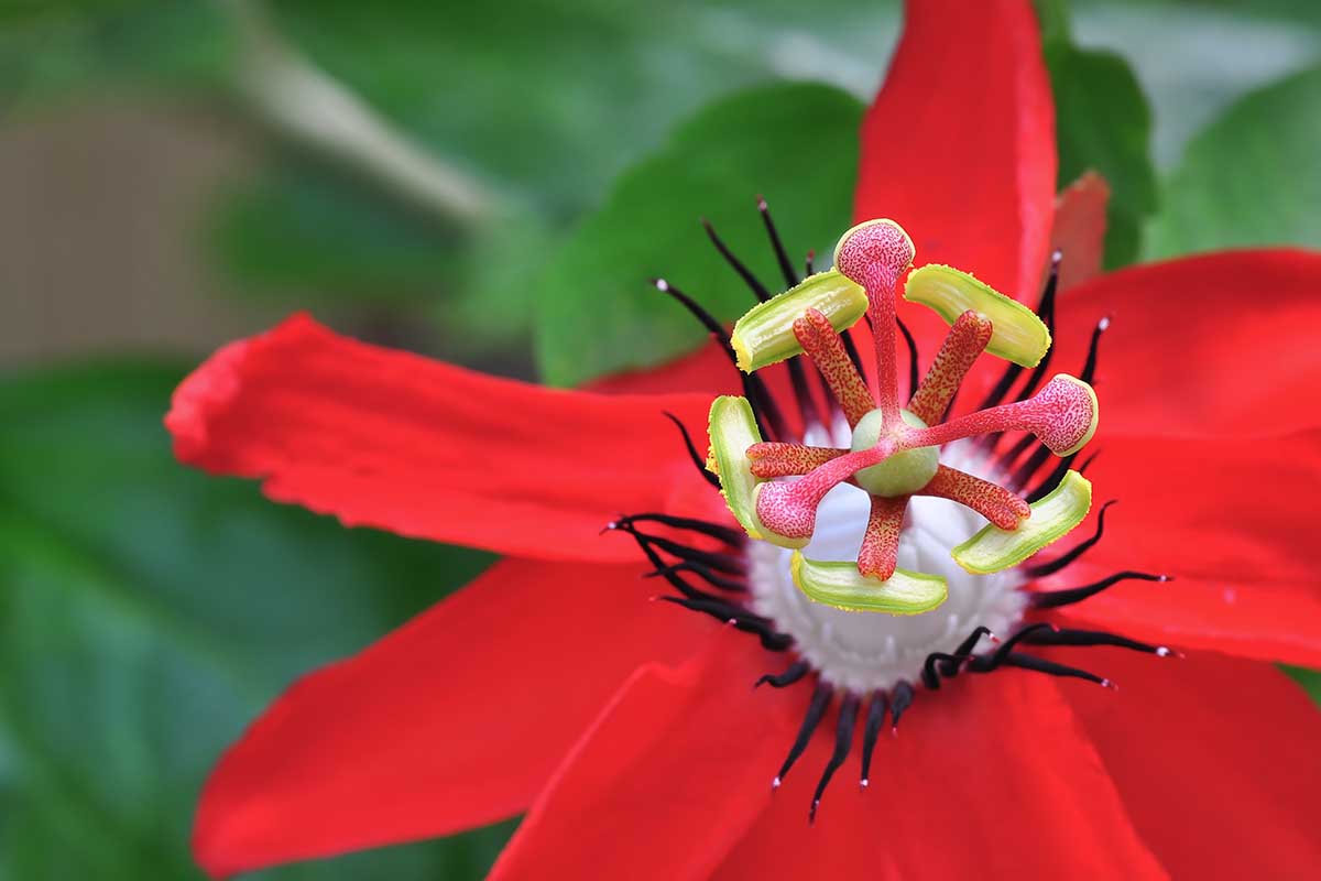 Una imagen horizontal de primer plano de una flor de pasión escarlata roja brillante representada en un fondo de enfoque suave.