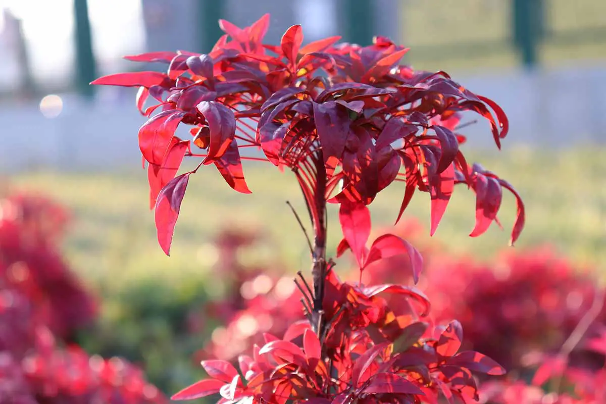 Un primer plano del follaje rojo brillante de una planta de bambú celestial 'Scarlet Red' (Nandina domestica) representada en un fondo de enfoque suave.