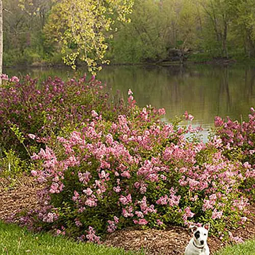 Una imagen cuadrada de primer plano de Syringa vulgaris 'Scent and Sensibility' creciendo al lado de un río con flores de color rosa brillante, y un perro en primer plano.