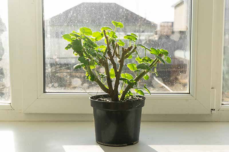 Una imagen horizontal de primer plano de una pequeña planta en maceta colocada en un alféizar.