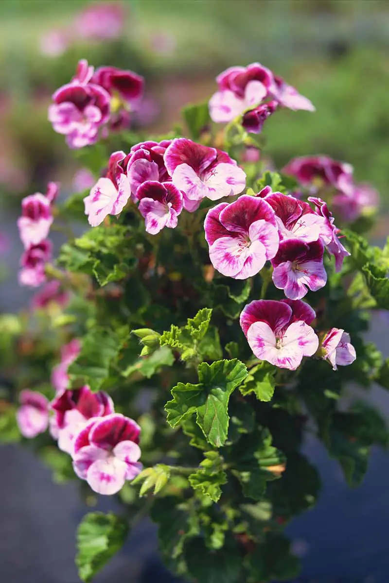Una imagen vertical de cerca de los geranios perfumados rosas vibrantes que crecen en el jardín de verano.