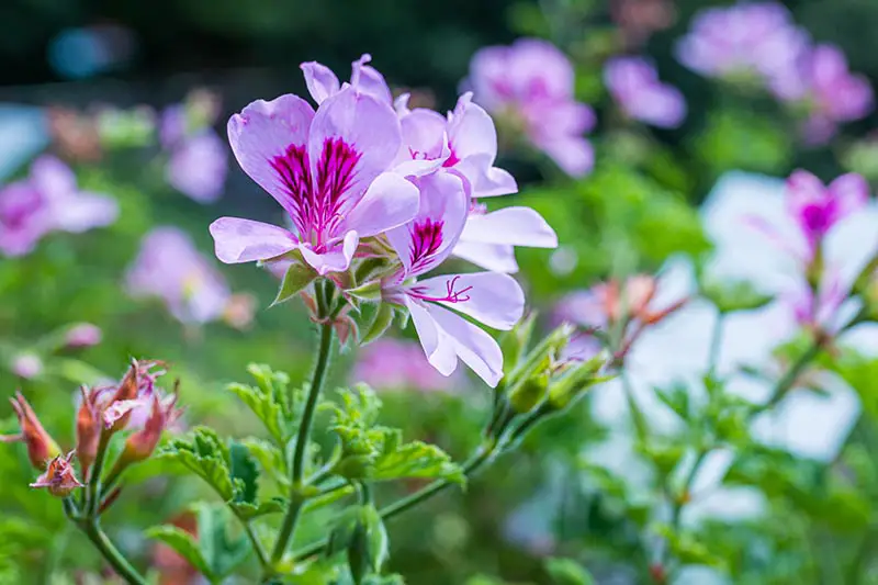 Una imagen horizontal de primer plano de flores de geranio perfumadas rosas representadas bajo un sol brillante.