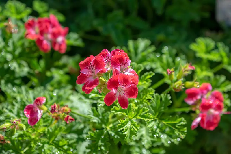 Una imagen horizontal de primer plano de flores de Pelargonium rojas brillantes que crecen en un jardín soleado.
