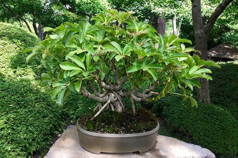 Una imagen horizontal de primer plano de un árbol paraguas entrenado para crecer como un bonsái en una olla pequeña colocada afuera sobre una roca decorativa.