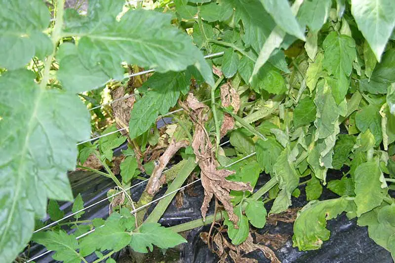 Una imagen horizontal de primer plano de las plantas de tomate que crecen en el jardín que muestra síntomas de pudrición de la madera de esclerotinia que hace que se marchiten y mueran.