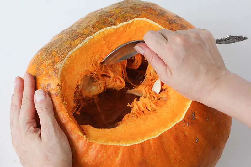 Una imagen horizontal de cerca de dos manos usando una cuchara de metal para sacar la carne de una calabaza naranja.