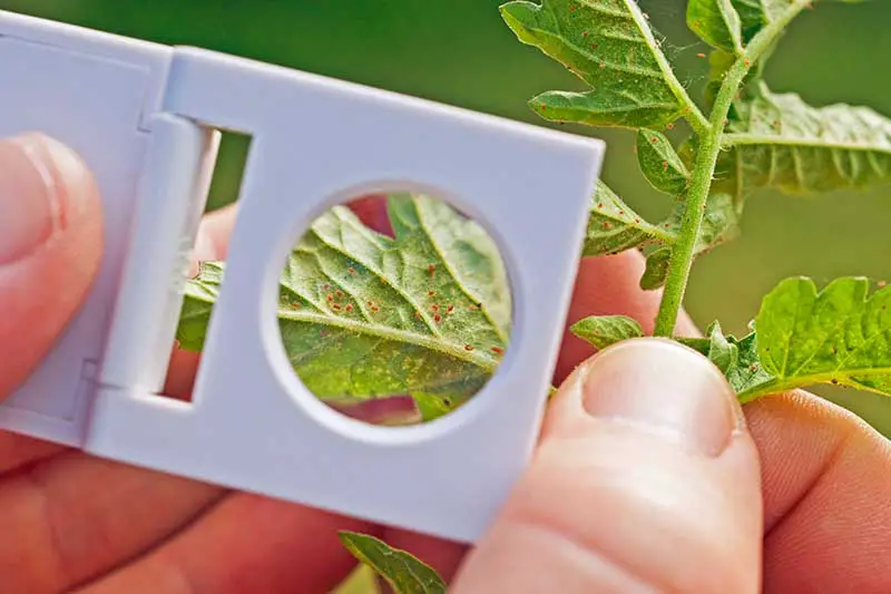 Una imagen horizontal de cerca de dos manos sosteniendo una lupa y examinando las hojas de una planta de tomate en busca de plagas.