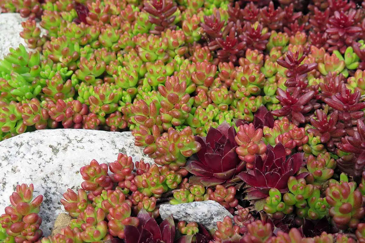 Un primer plano del sedum 'Coral Carpet' que crece en un jardín rocoso.